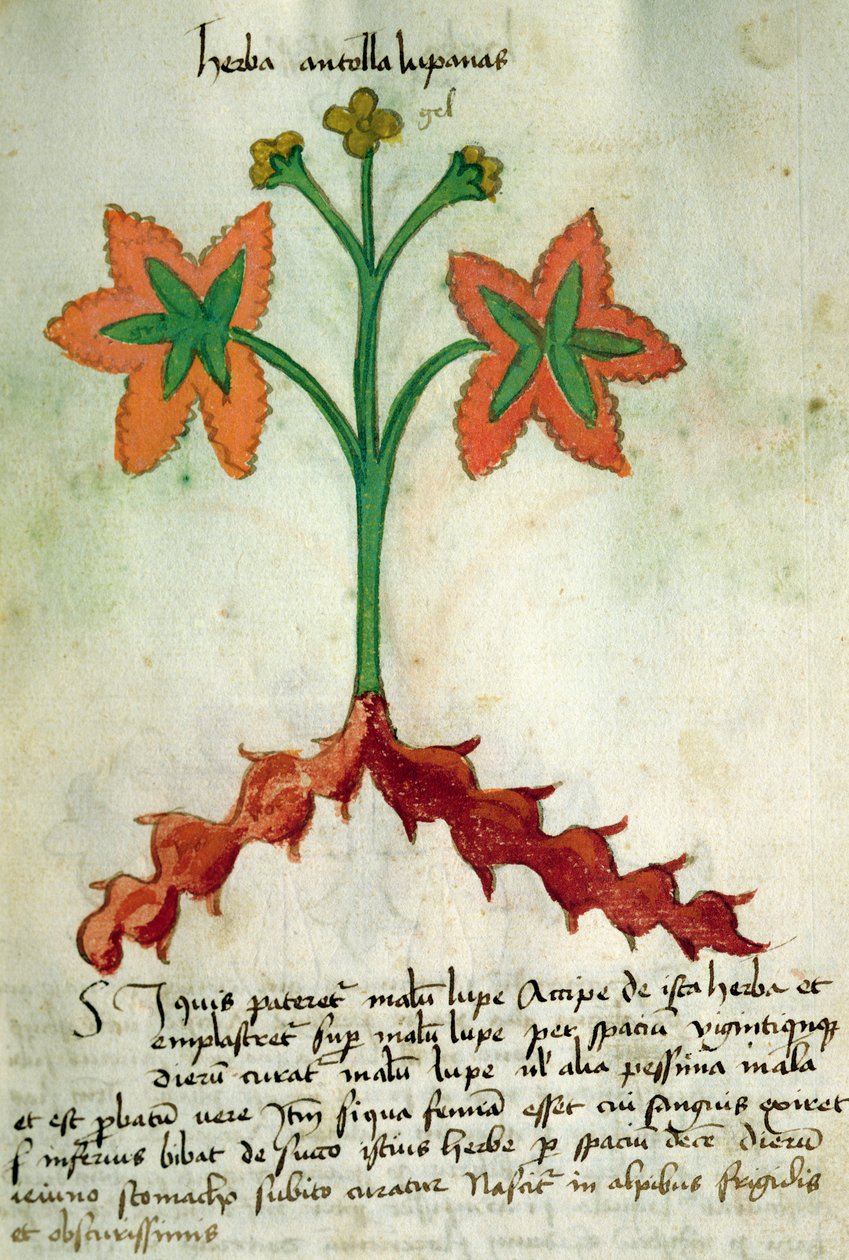Ms 320 M Fol.13r Herba Antollas Lupanas, Orgione Rizzardo "A Herbarius könyve és a gyógyszerkészítés módszerei" című művéből alkotó: Italian School