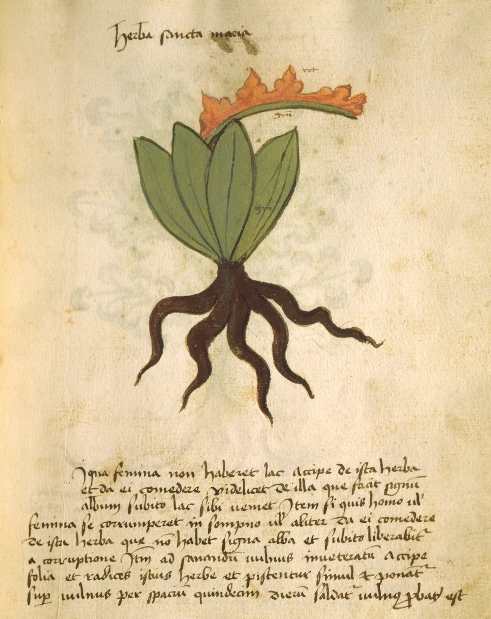 Ms 320 M Fol.28r Herb Santa Maria, a The Book of Herbarius, valamint az Orgione Rizzardo gyógyszerkészítési módszerei alkotó: Italian School