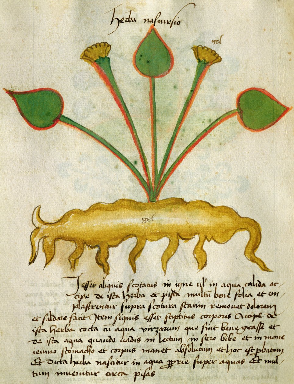 Ms 320 M Fol.29v Herba Nastrusio, Orgione Rizzardo "A Herbarius könyve és a gyógyszerkészítés módszerei" című művéből alkotó: Italian School