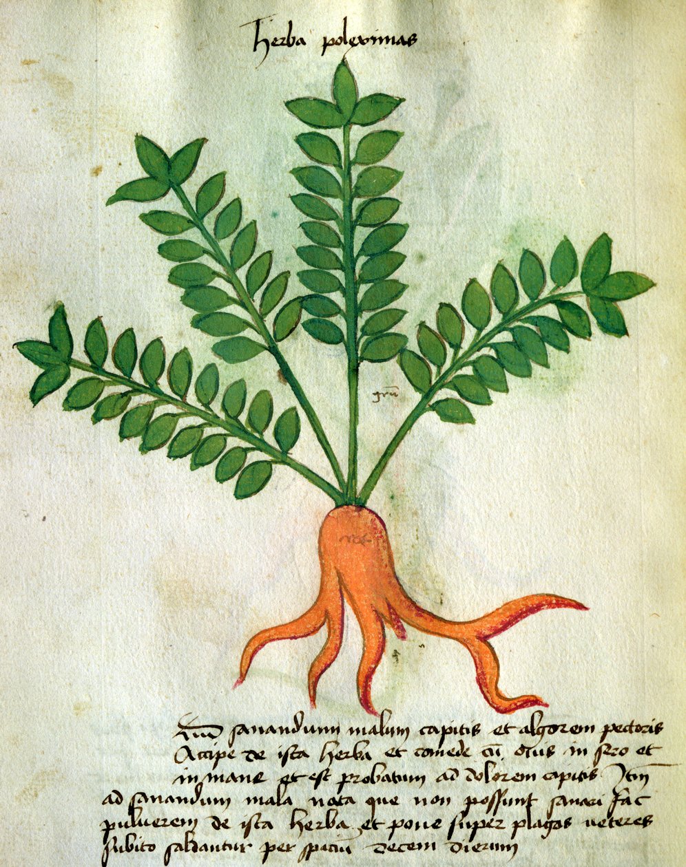 Ms 320 M Fol.31 Herba Poleximas, Orgione Rizzardo "Liber Herbarius una cum rationibus conficiendi medicamenta" című művéből (pergamen) alkotó: Italian School