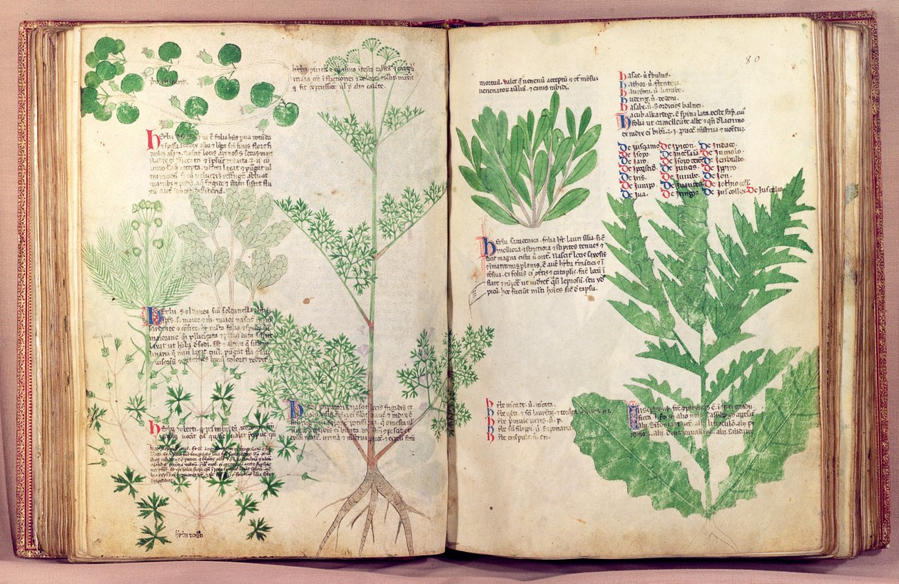 Ms Lat 6823 fol.19v & 80 Plants from De Herbis, Manfredus de Monte Imperiali, 1330-40 körül alkotó: Italian School