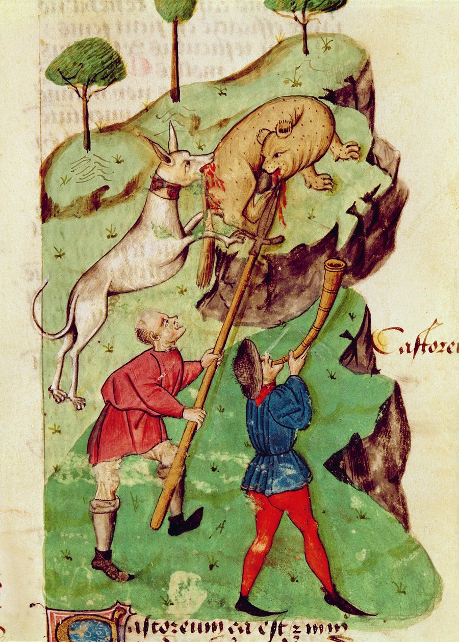 Ms Lat 993 fol.35r The Hunt, Dioscorides „Tractatus de Herbis” című művéből (vellum) alkotó: Italian School
