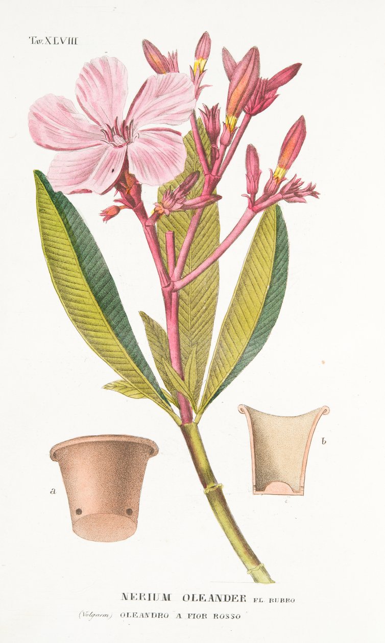 Nerium Oleander el Bubro, XLVIII. tábla, Antotrophy That is DeFiori művelése Antonio Picciolitól, 1834. alkotó: Italian School