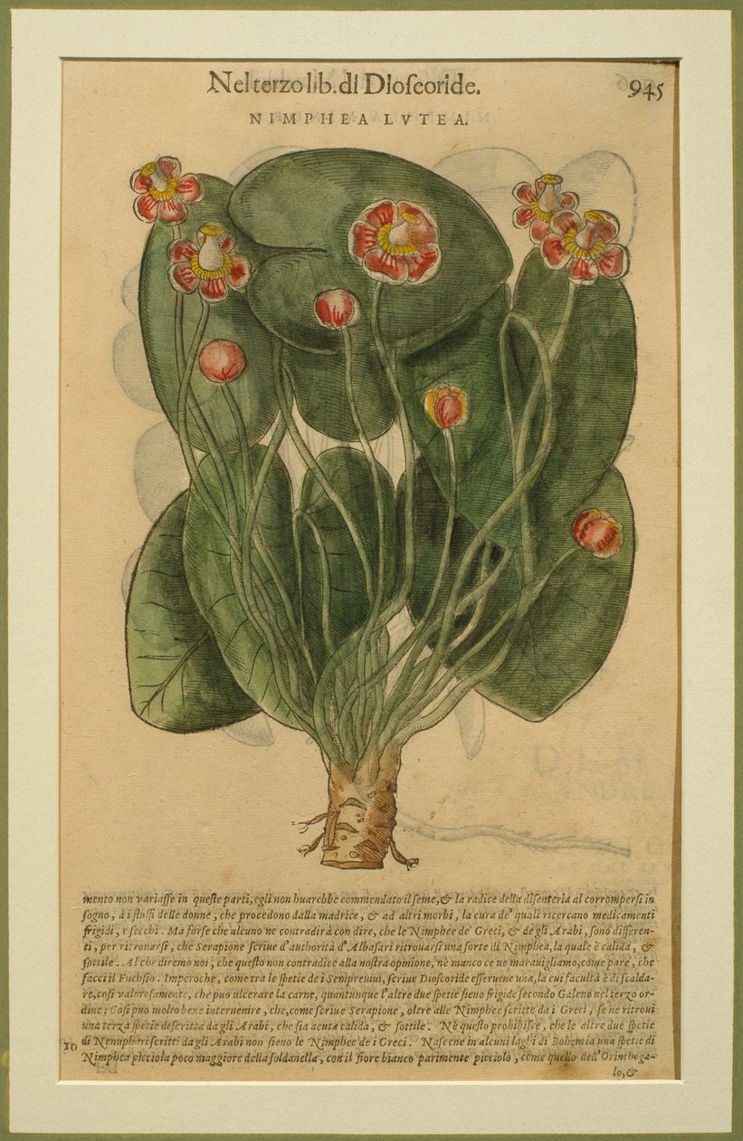 Nimphea Lutea, Pietro Andrea Mattioli (1501-77) botanikai lemeze a Discorsiból, Velencében, 1570 alkotó: Italian School