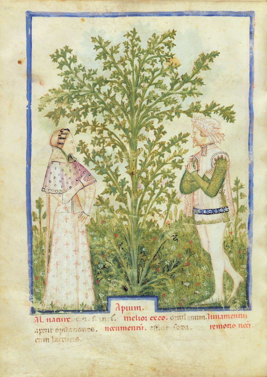 Nouv Acq Lat 1673 fol.28v Zeller, Tacuinum Sanitatis, 1390-1400 körül alkotó: Italian School
