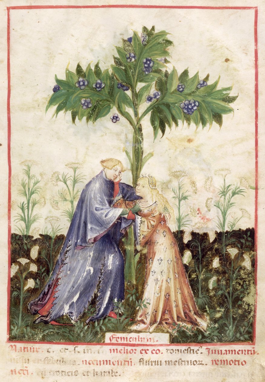 Nouv Acq Lat 1673 fol.41 Édeskömény, Tacuinum Sanitatis, 1390-1400 körül alkotó: Italian School