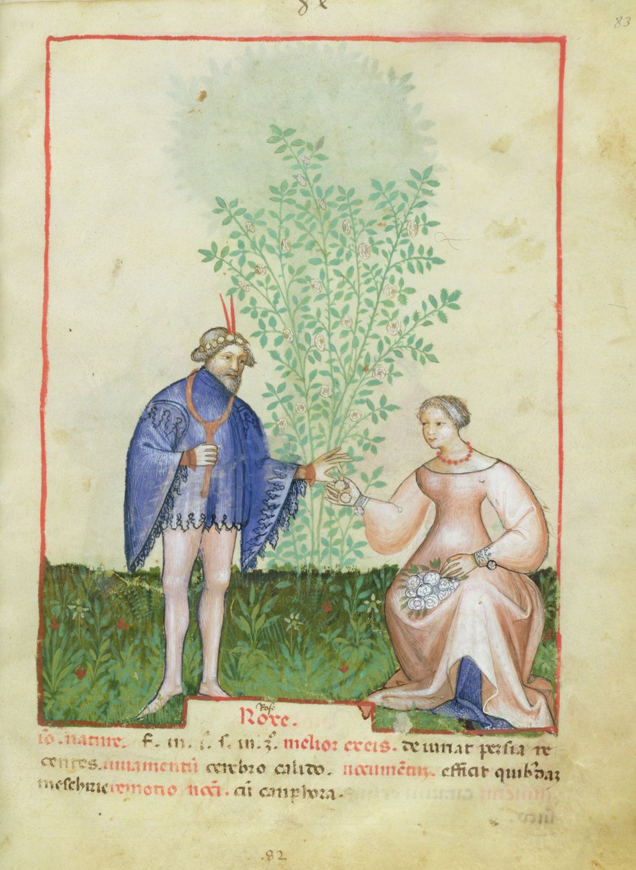 Nouv Acq Lat 1673 fol.83 Roses, Tacuinum Sanitatis, 1390-1400 körül alkotó: Italian School