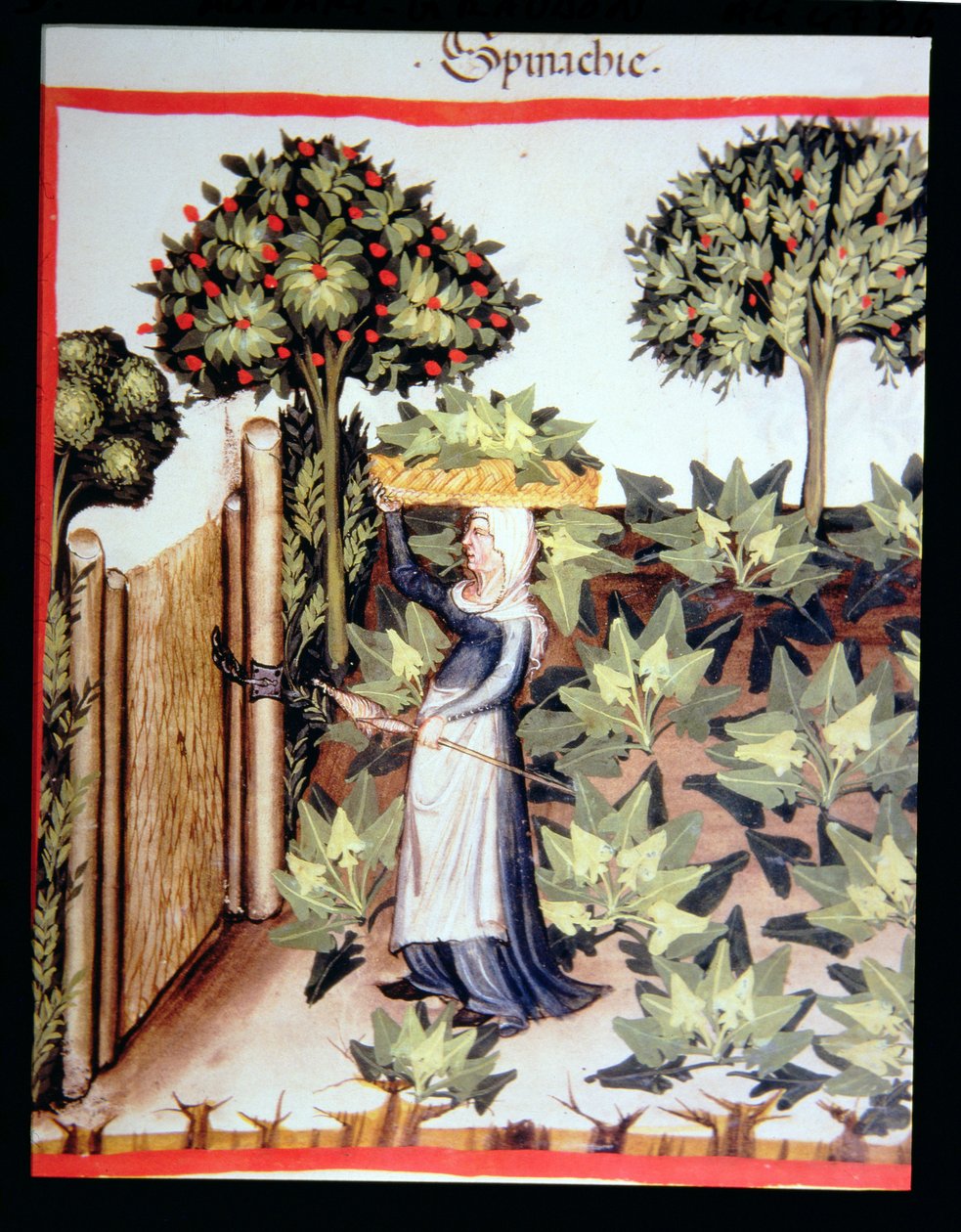 Nova 2644 f.27r Spenót betakarítás, Tacuinum Hygiene Code Vindobonensis alkotó: Italian School