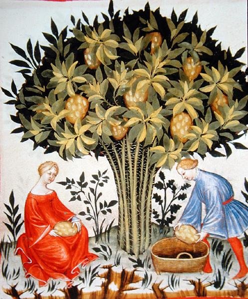 Nova 2644 fol.11r Citrusfélék betakarítása, a Tacuinum Hygiene Code Vindobonensis-ből (perselyemen) alkotó: Italian School