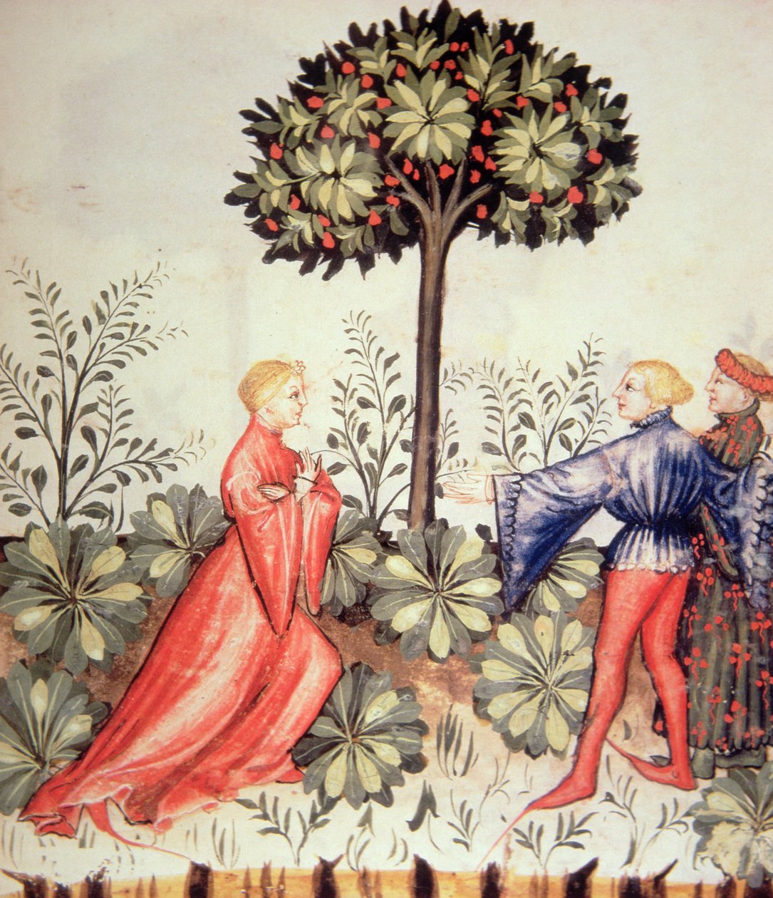 Nova 2644 fol.24r Betakarítás mustár, Tacuinum Sanitatis alkotó: Italian School