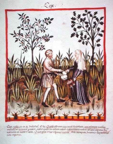 Nova 2644 fol.25v Hagyma betakarítása, a Tacuinum Sanitatis Code Vindobonensis-ből (perszonhéjon) alkotó: Italian School