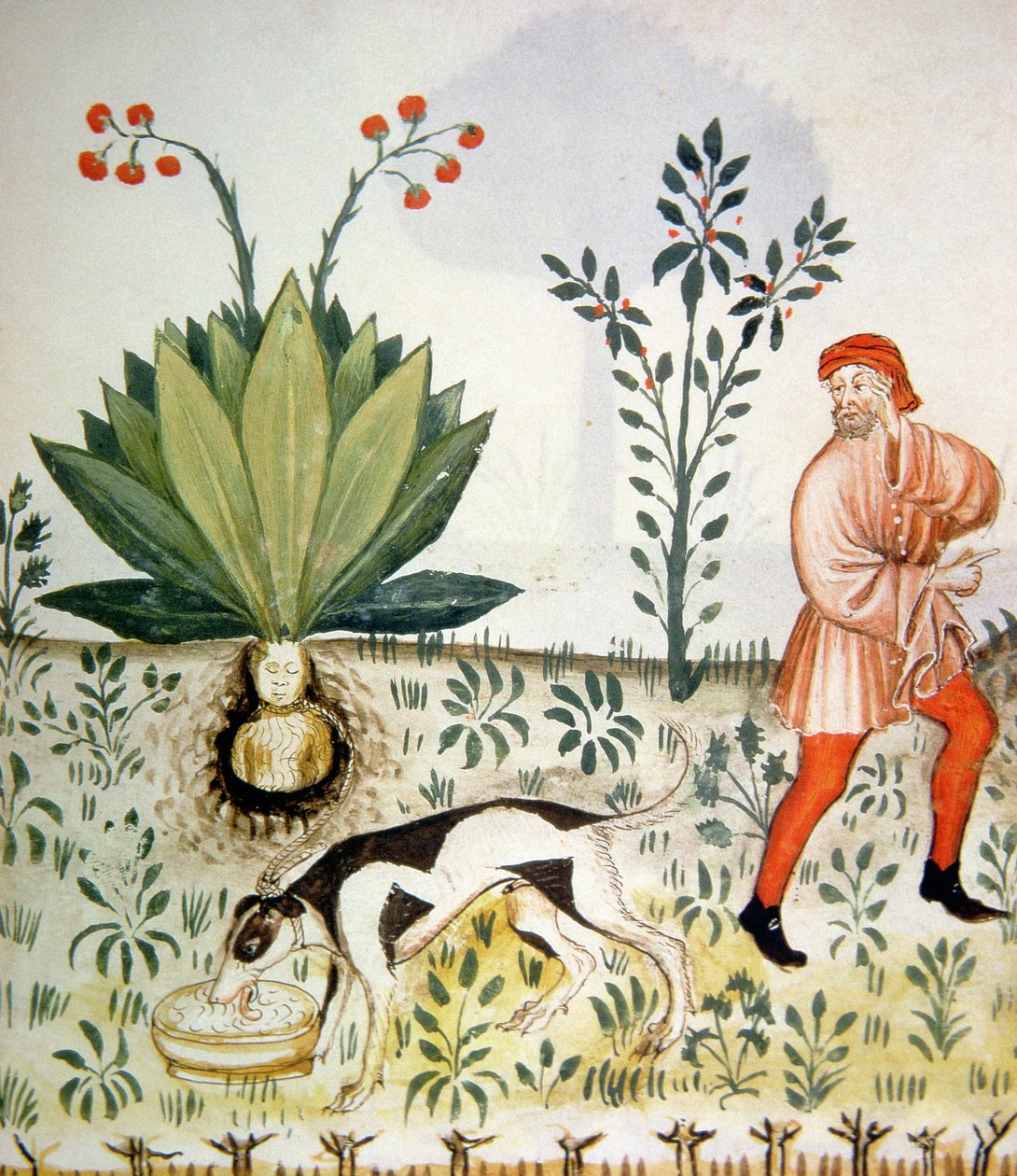 Nova 2644 fol.40r Mandrake, Tacuinum Sanitatis alkotó: Italian School