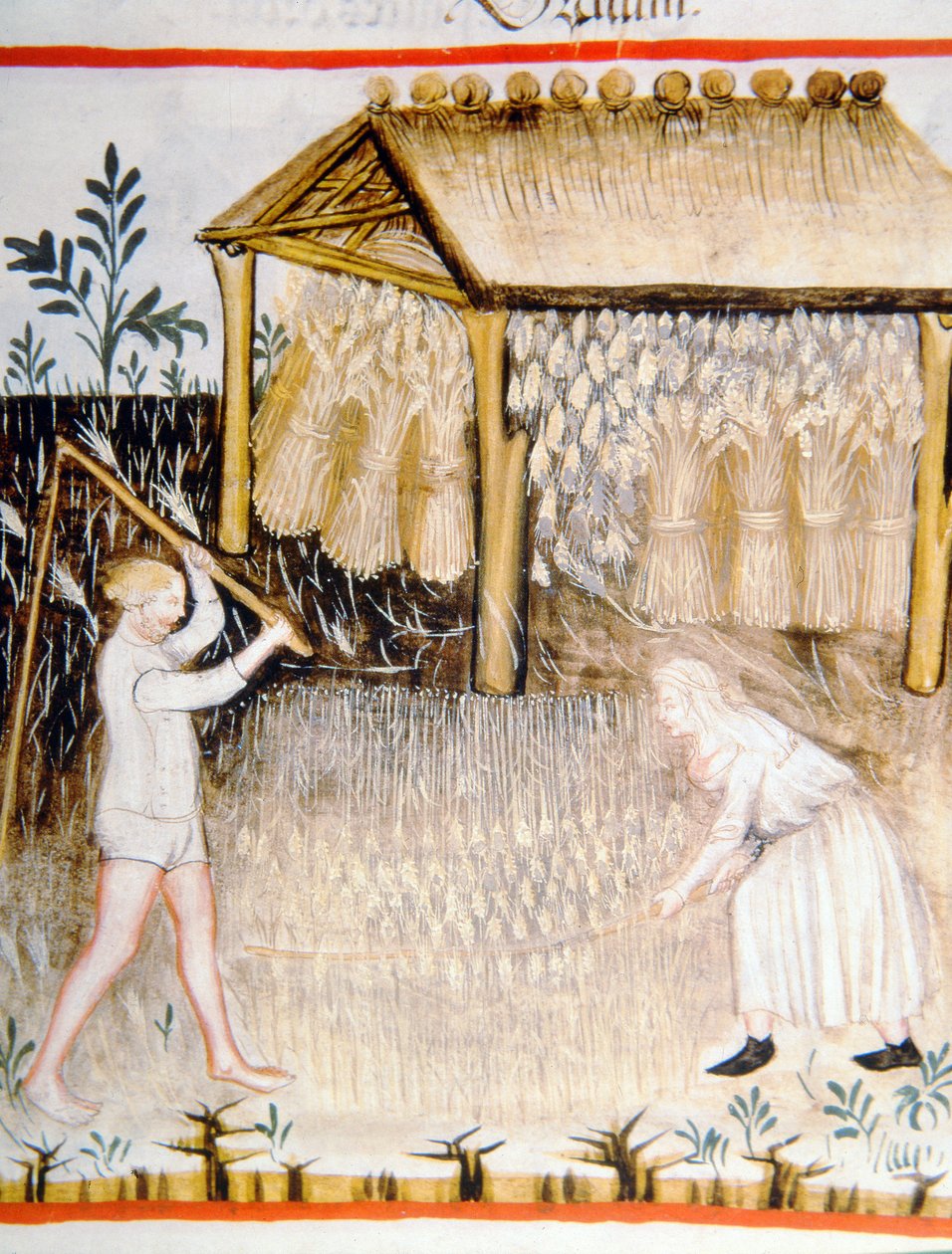 Nova 2644 fol.44r Cséplőárpa, Tacuinum Sanitatis alkotó: Italian School