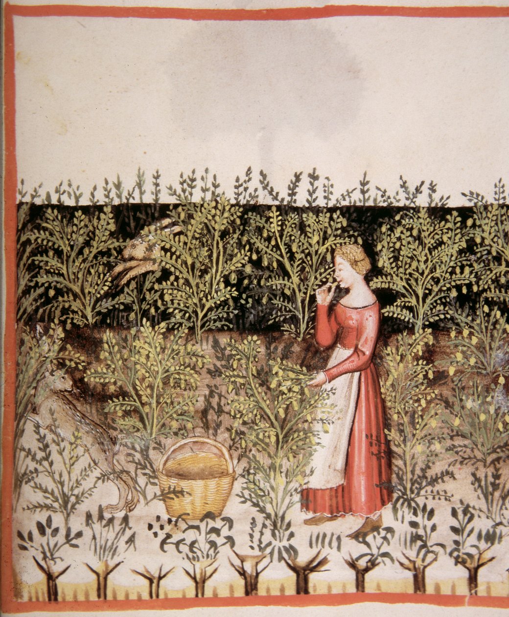 Nova 2644 fol.49 r Csicseriborsó szedése alkotó: Italian School