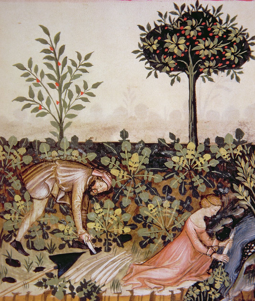 Nova 2644 fol.52r Torma betakarítása, a bécsi Tacuinum higiéniai kódexből alkotó: Italian School