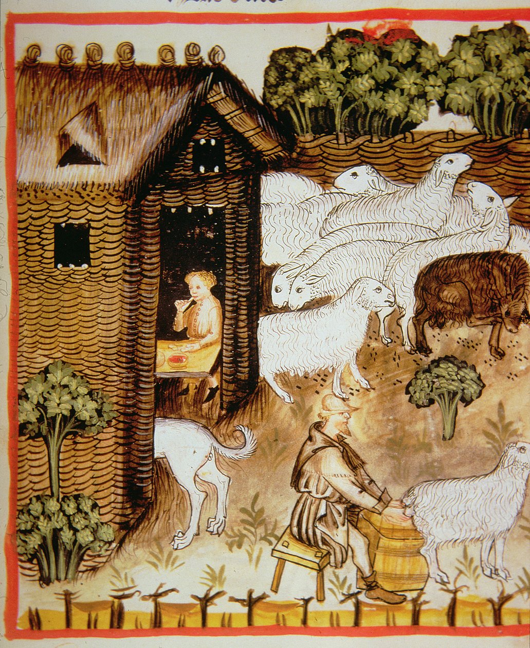 Nova 2644 fol.59r Juhtenyésztés: édes tej, Tacuinum Sanitatis alkotó: Italian School