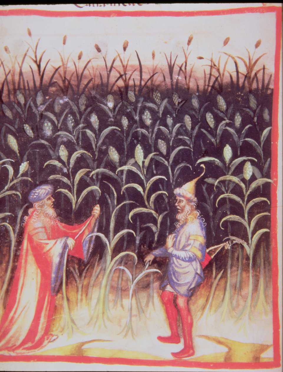 Nova 2644 fol.92v A cukornád termesztése, Tacuinum Sanitatis alkotó: Italian School