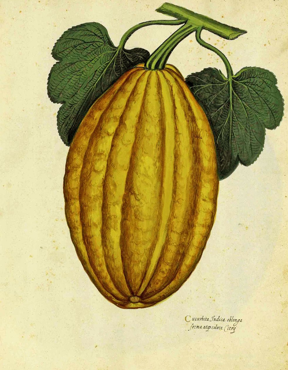 Ulisse Aldrovandi hosszúkás squash alkotó: Italian School