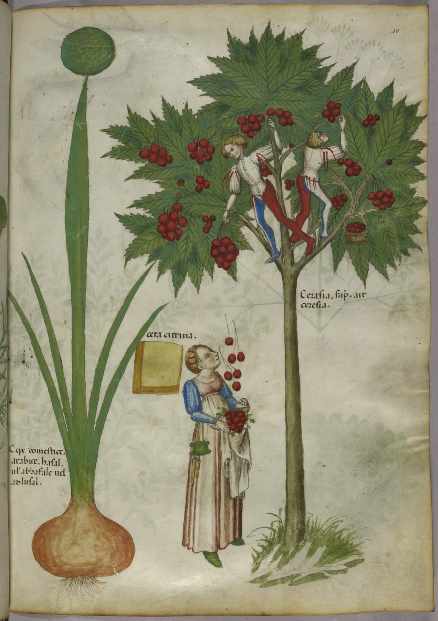 Hagyma és cseresznyefa, 1440 körül (tus és színes, pergamen) alkotó: Italian School