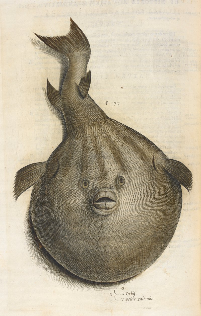 Világ Pesci Palombo, illusztráció az „Aquatilium Animalium Historiæ liber primus”-ból, Ippolito Salviani alkotó: Italian School