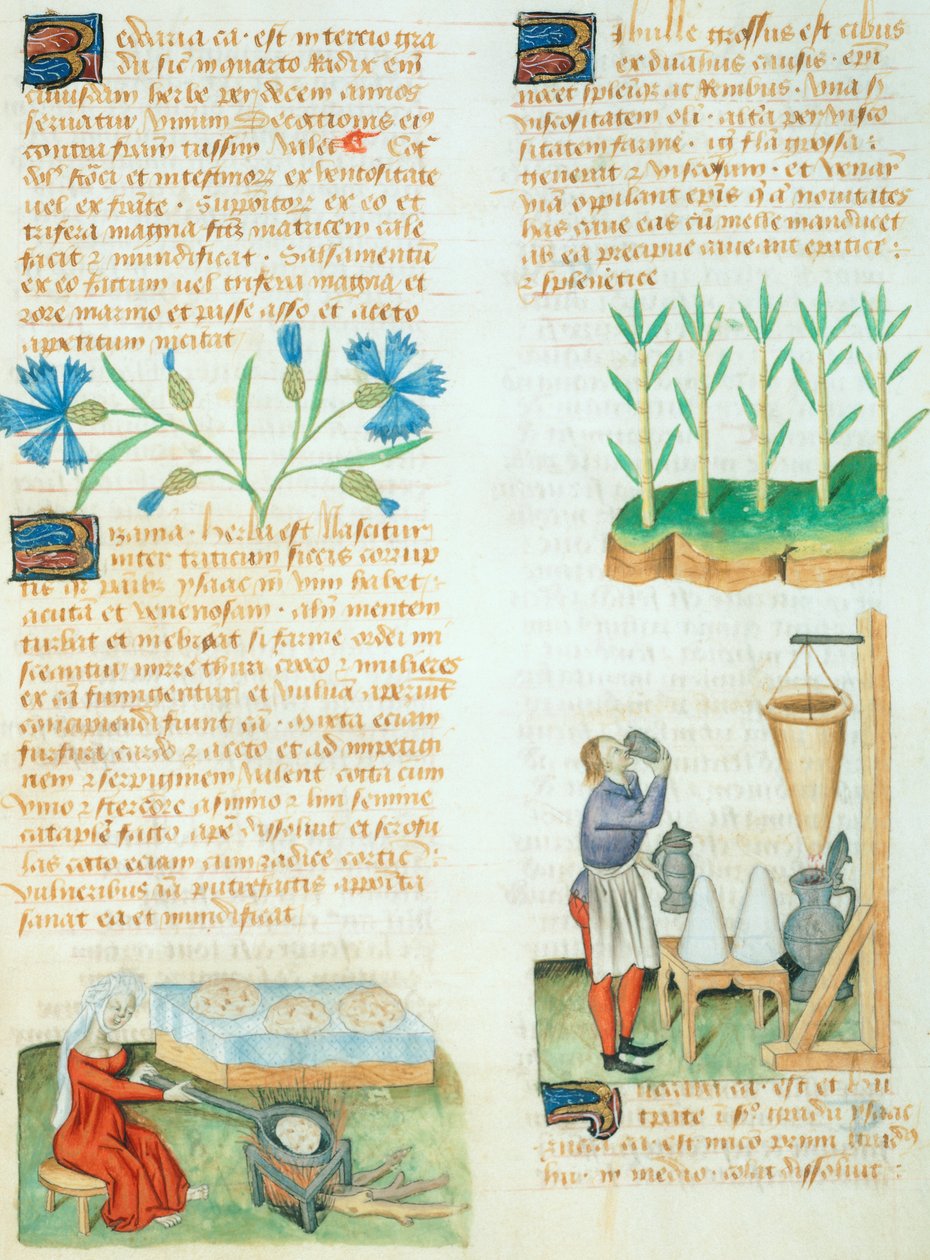 Oldal a Tractatus de Herbisből, Dioscorides Pedaniustól alkotó: Italian School