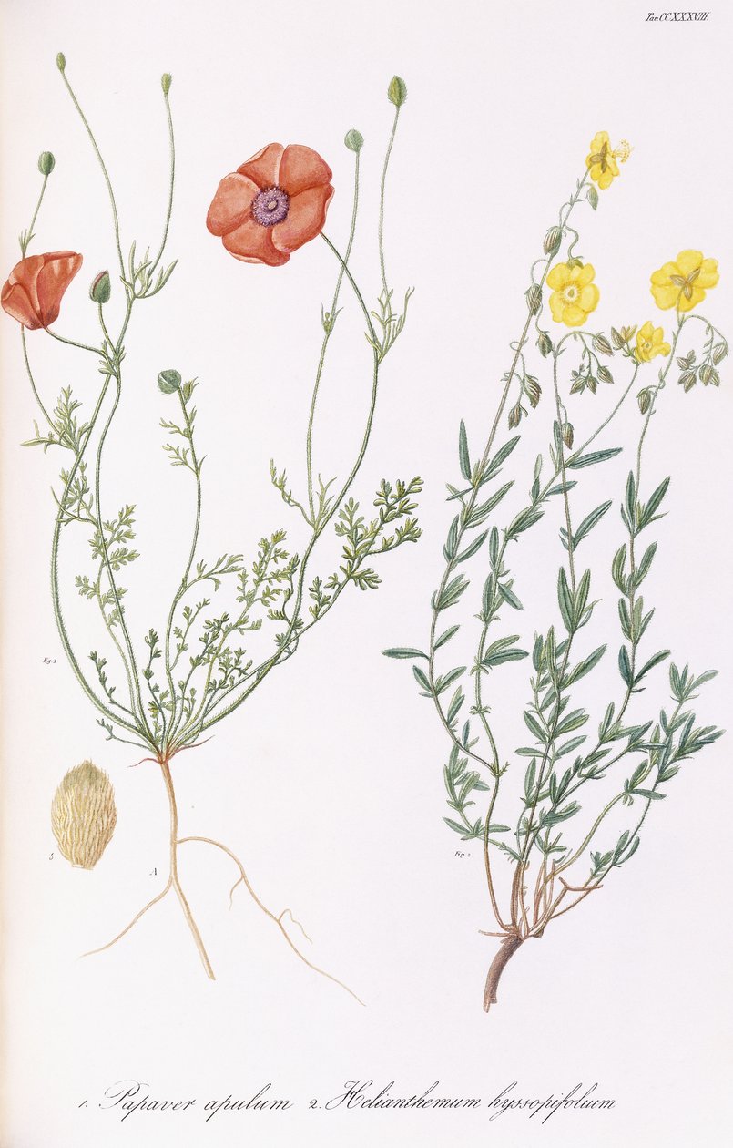 Papaver apulum és Helianthemum hyssopifolium, 1811-1838 alkotó: Italian School