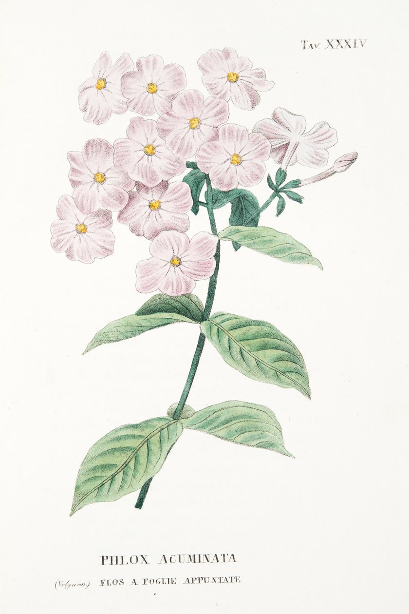 Phlox Acuminata, XXXIV. tábla, L "Antotrofia Ossia La Coltivazione De" Fioriból, Antonio Piccioli, pub. 1834 alkotó: Italian School