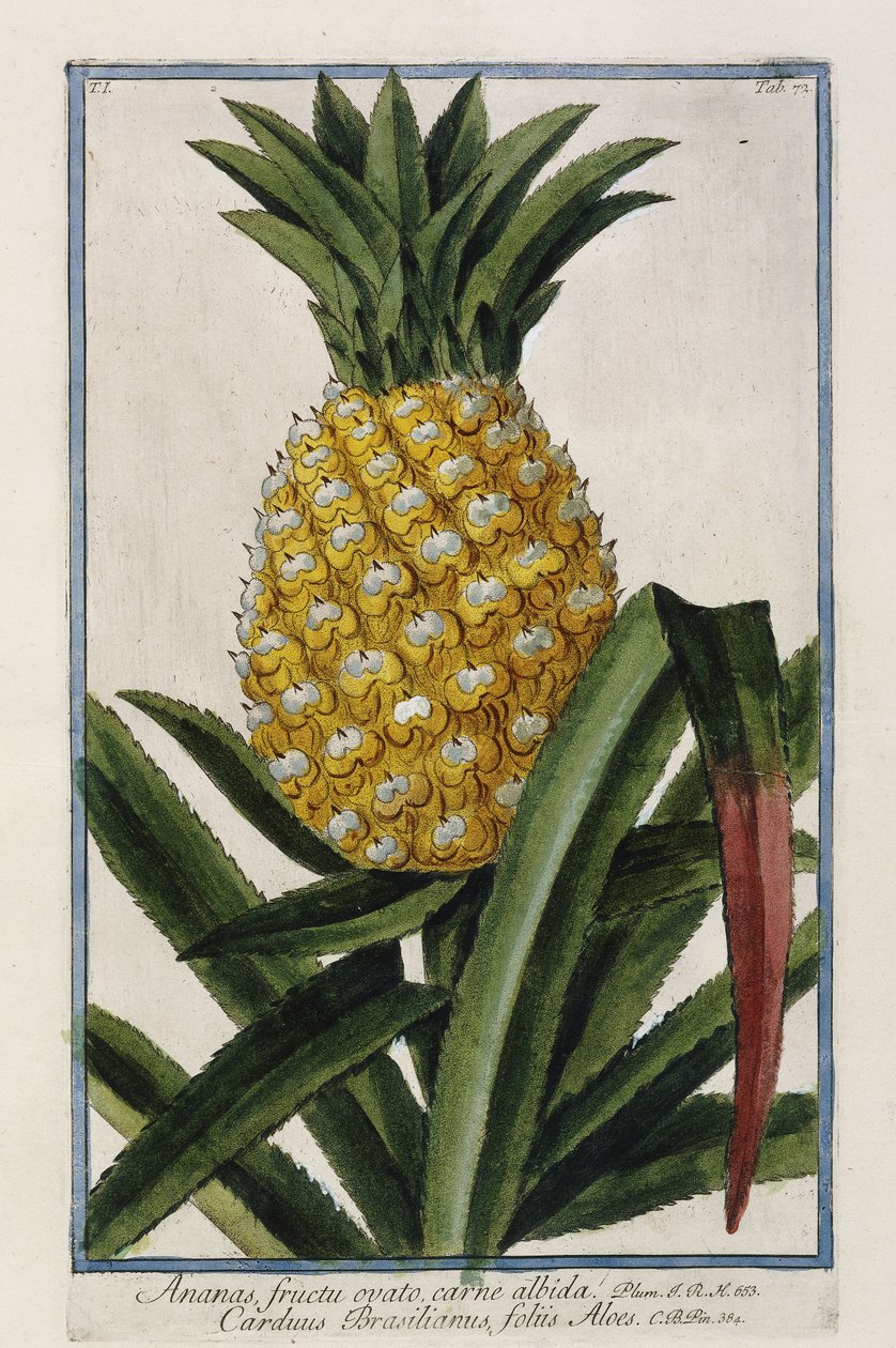 Ananász, 1772-1784 alkotó: Italian School