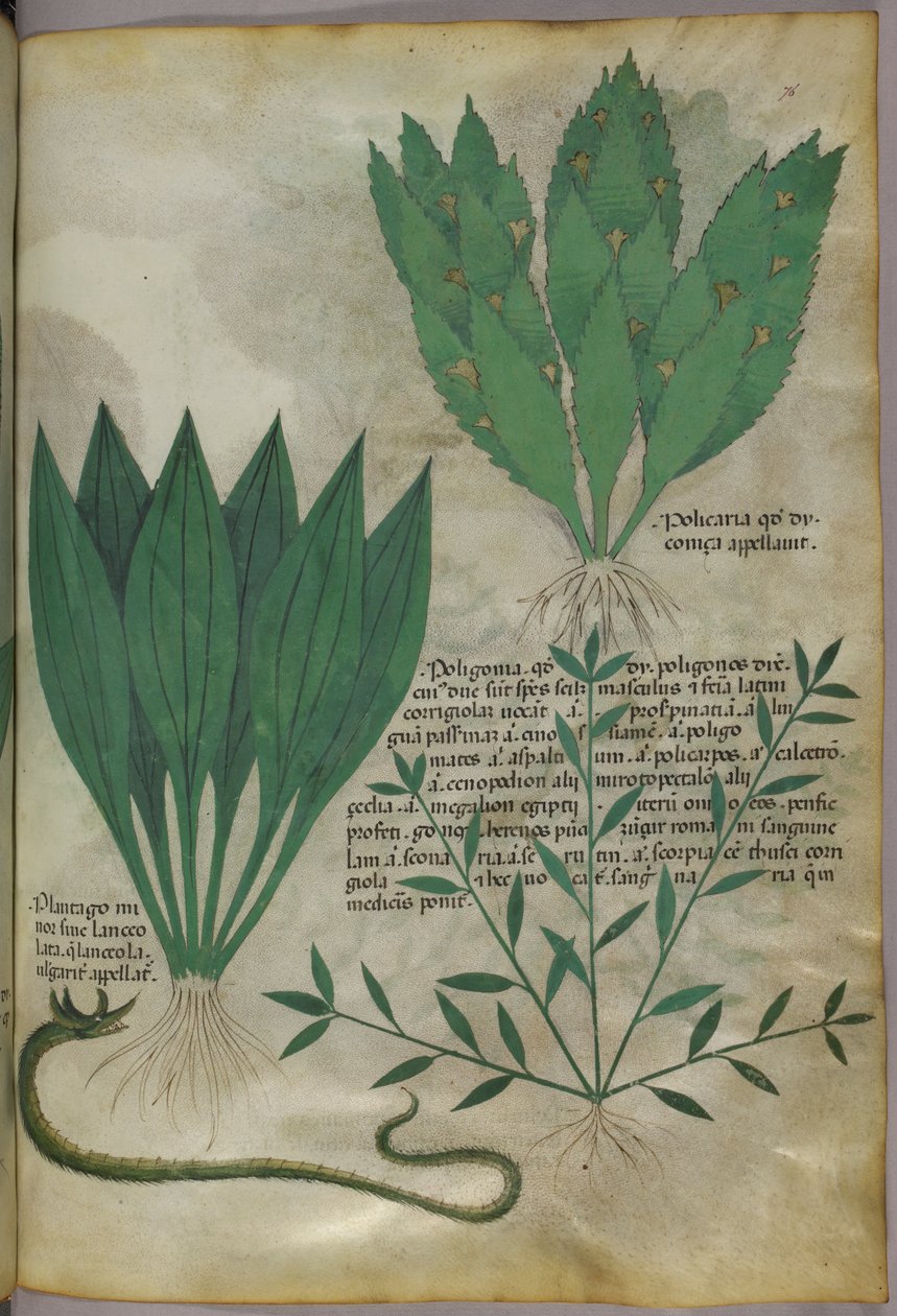 Nagy, széles levelű növények. Kígyó, 1440 körül (tinta és szín, pergamen) alkotó: Italian School
