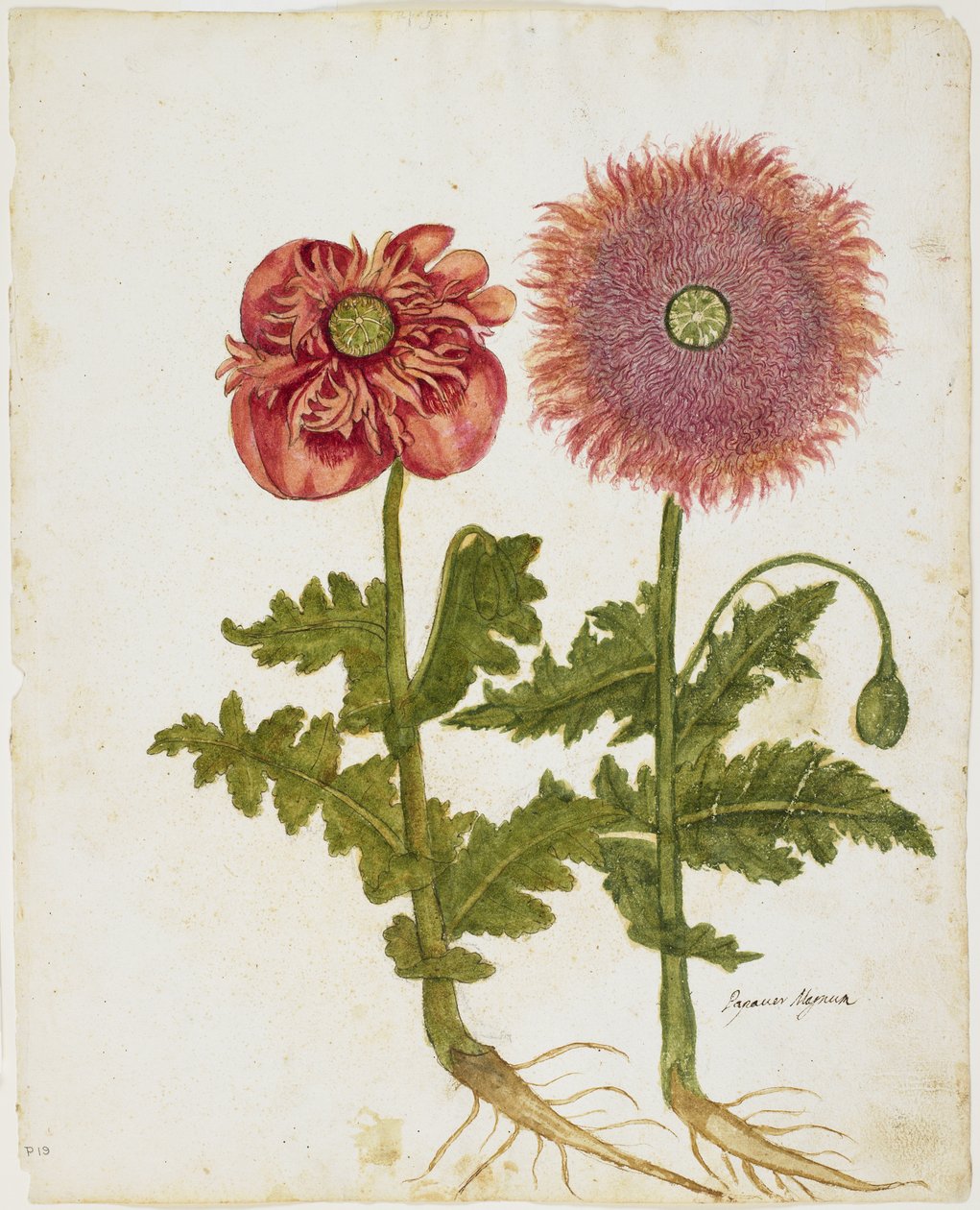 Mák (Papaver spp.) (wc és tempera papíron) alkotó: Italian School