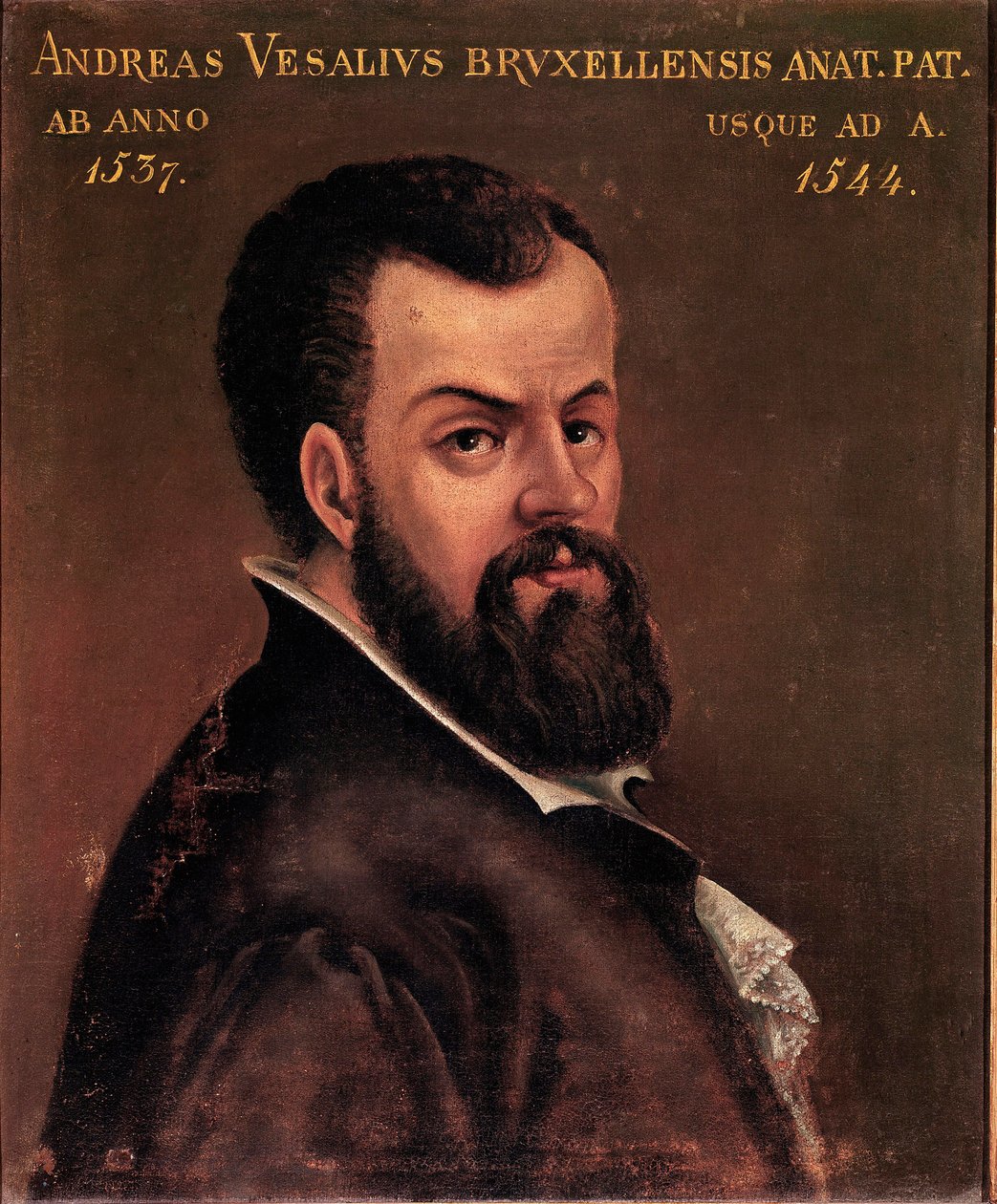 Andre Vesale (Andreas Vesalius) (1514-1564), anatómus és az olasz iskola névtelen V. Károly festményének doktora portréja. 16. századi Padova, Egyetem alkotó: Italian School