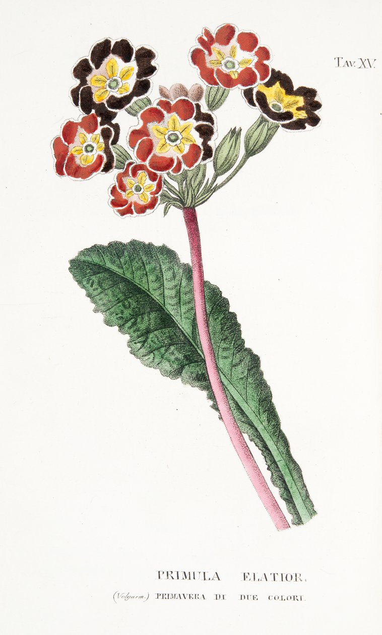 Primula Elatior, XV. tábla, Antonio Piccioli L "Antotrophy or Cultivation De" Fiori-ból, 1834. alkotó: Italian School