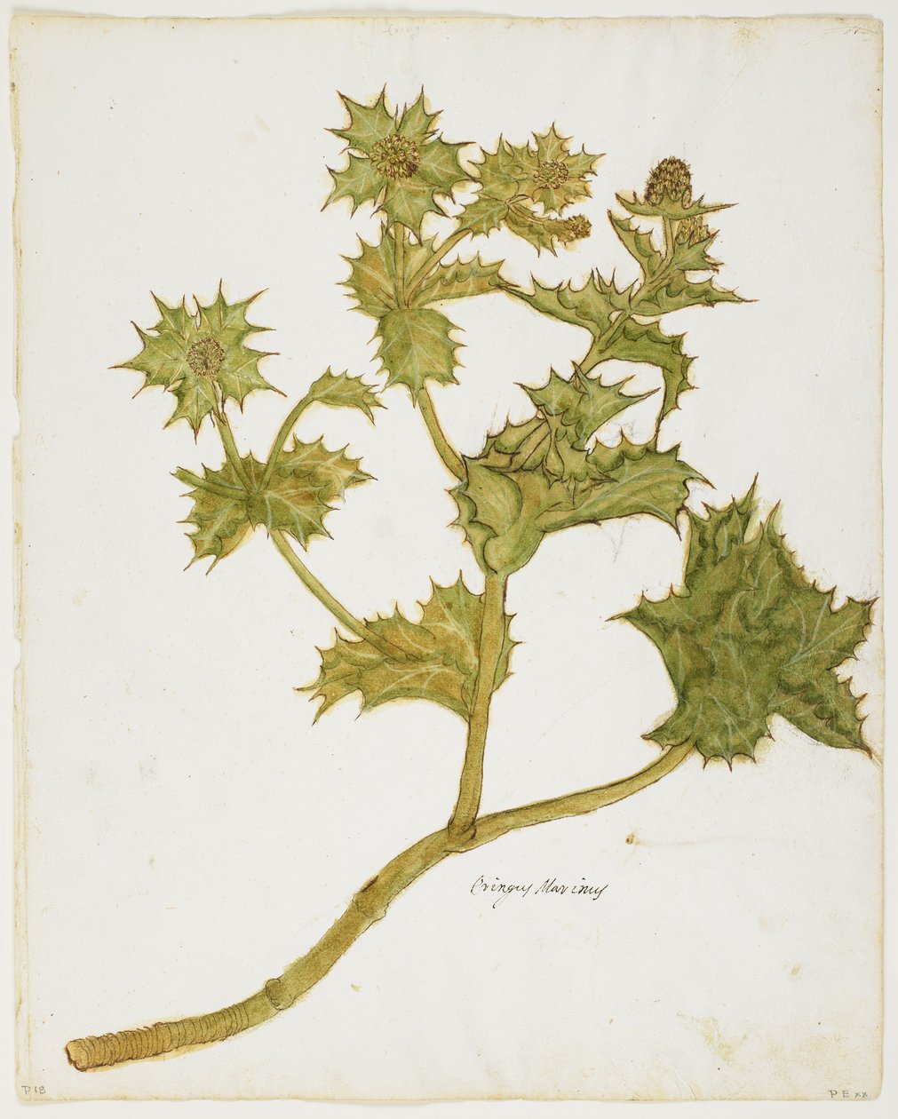 Tengeri magyal (Eringium Maritimum) (wc és tempera papíron) alkotó: Italian School
