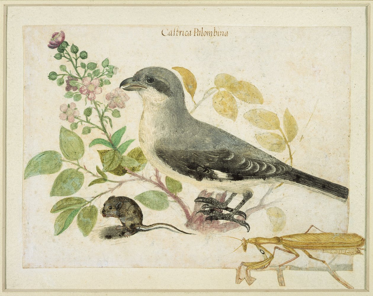 Shrike és egy imádkozó sáska (wc papíron) (a Cassiano dal Pozzo Papírmúzeum számára) alkotó: Italian School