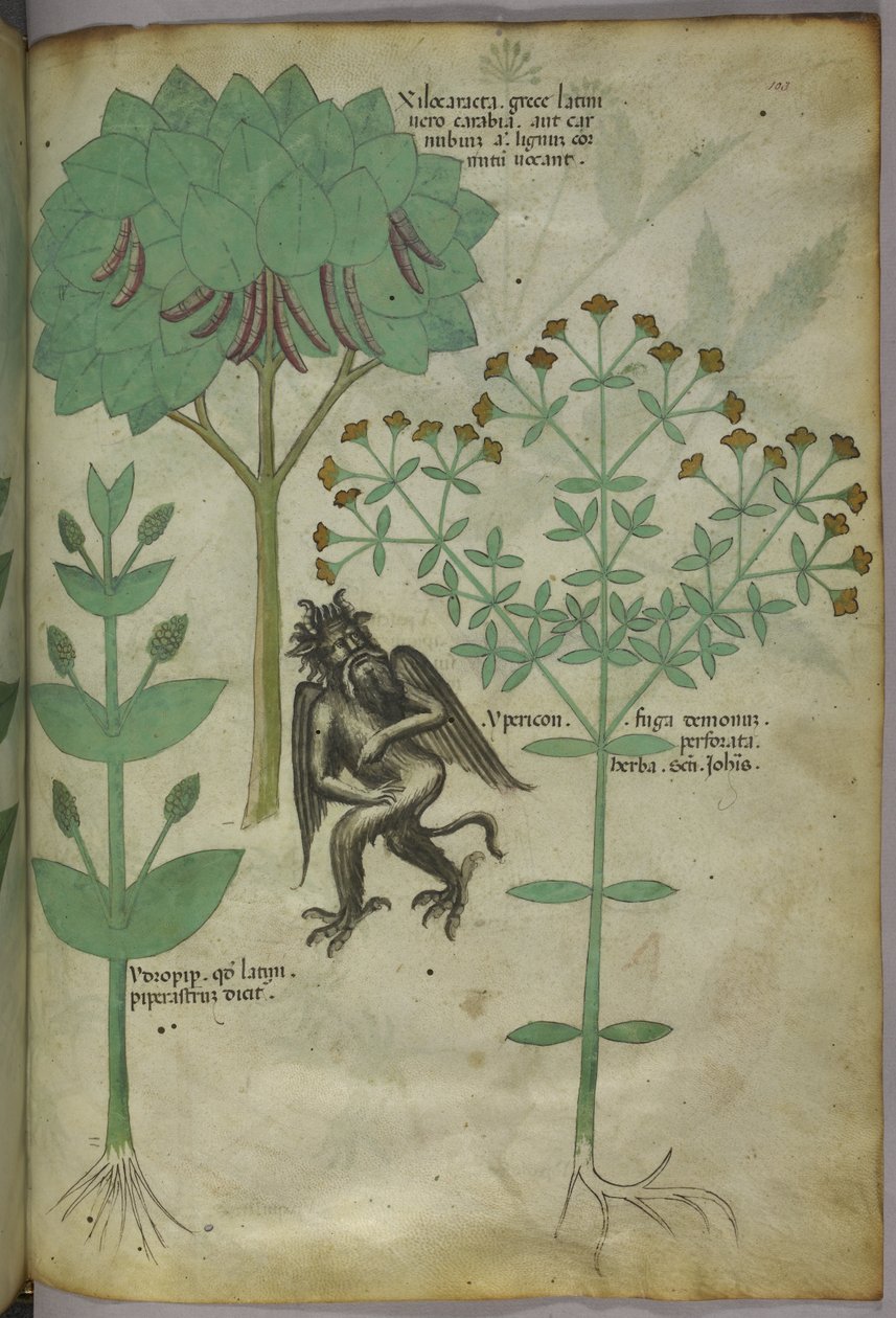 Sloane 4016 f.103 Növények miniatűrje és egy démon: az Ypericon gyógynövény, állítólag elriasztotta a démonokat, a 