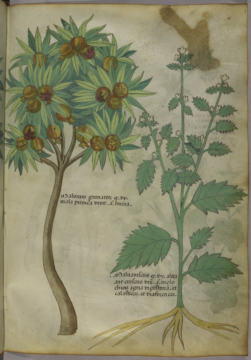 Sloane 4016 f.36 „Treatise on gyógynövények”, c.1440 (vellum) alkotó: Italian School