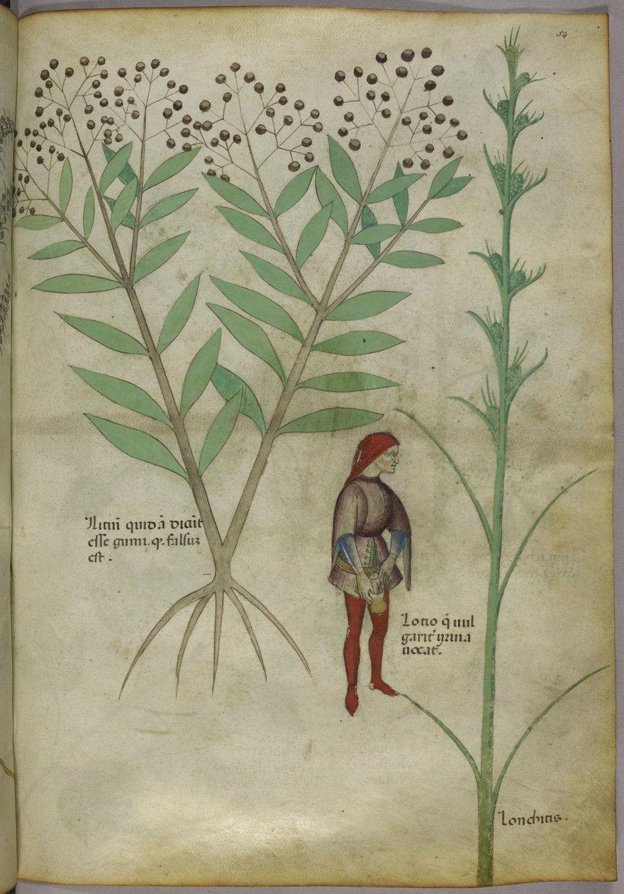 Sloane 4016 f.54 Fazékba vizelő férfi, „Tractatus de Herbis”, 1440 körül (vellum) alkotó: Italian School