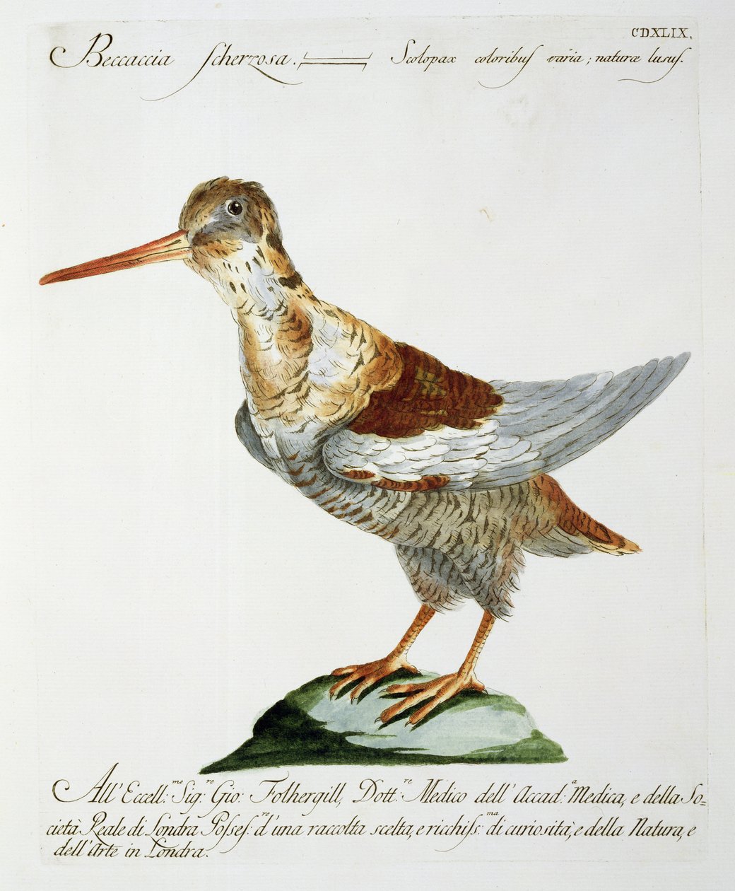 Snipe, 1767-76 körül (kézzel színezett metszet) alkotó: Italian School