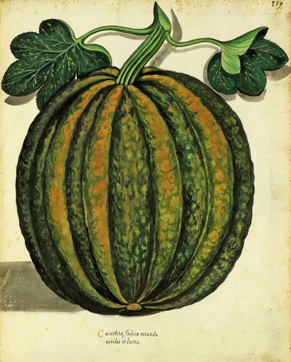 Ulisse Aldrovandi (1522 - 1605) squash tányérja a Piante Fiori Fruttiban (kézzel színezett metszet). alkotó: Italian School