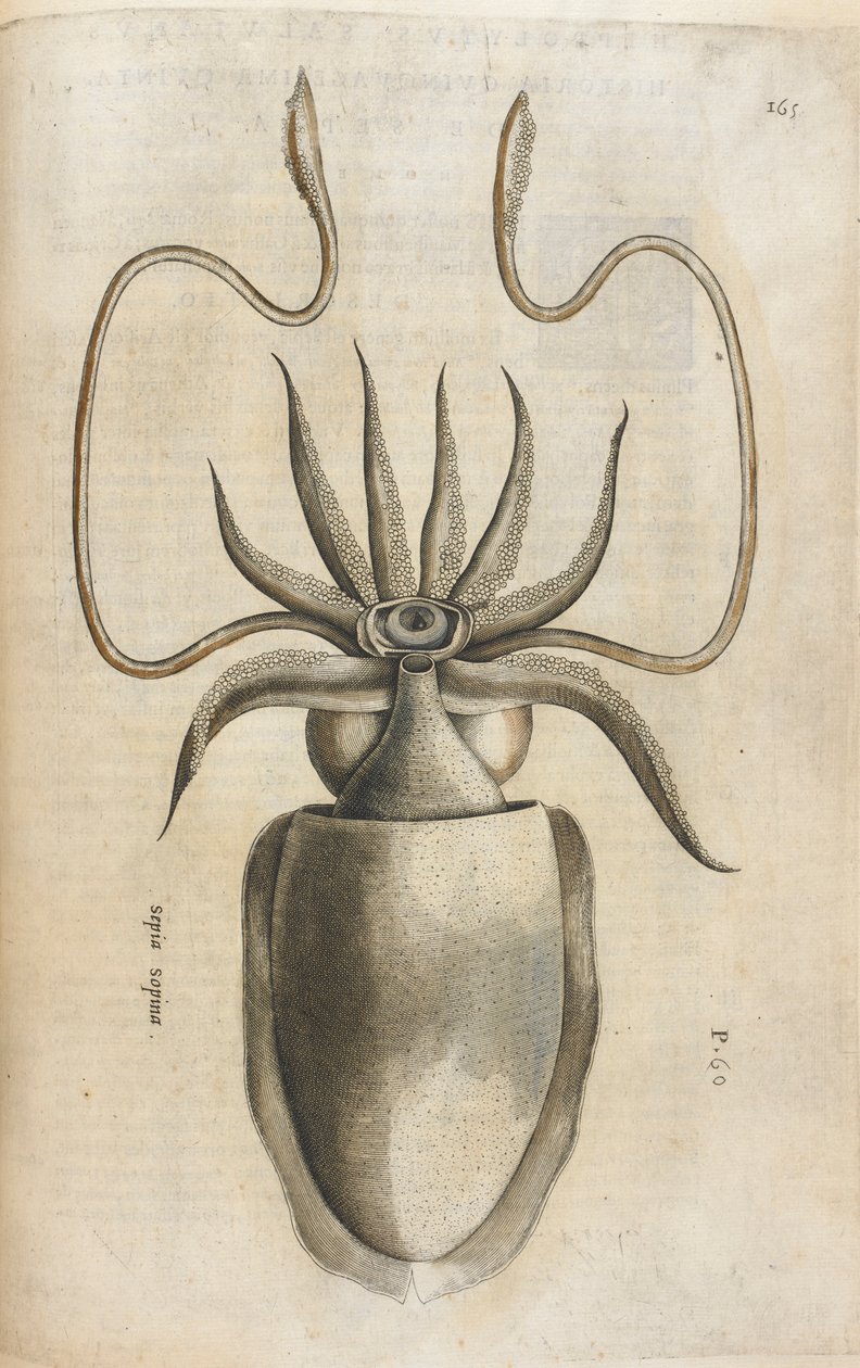 Tintahal, illusztráció az „Aquatilium Animalium Historiæ liber primus”-ból, Ippolito Salviani alkotó: Italian School