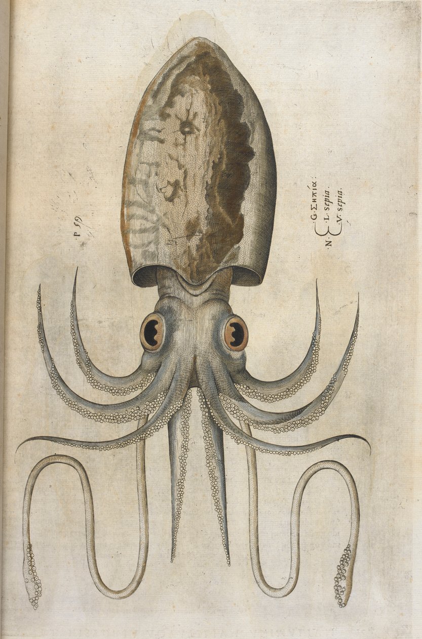 Tintahal, illusztráció az „Aquatilium Animalium Historiæ liber primus”-ból, Ippolito Salviani alkotó: Italian School