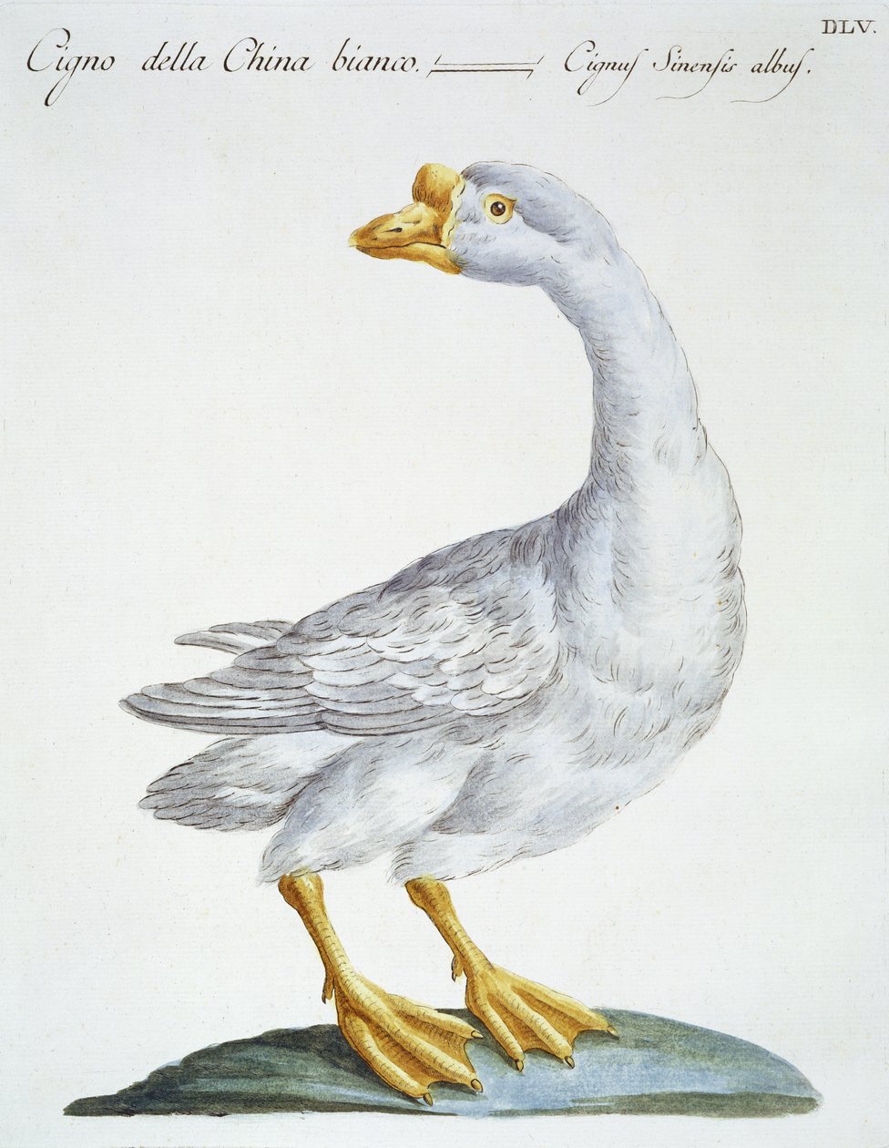 Hattyú, 1767-76 körül (kézzel színezett metszet) alkotó: Italian School