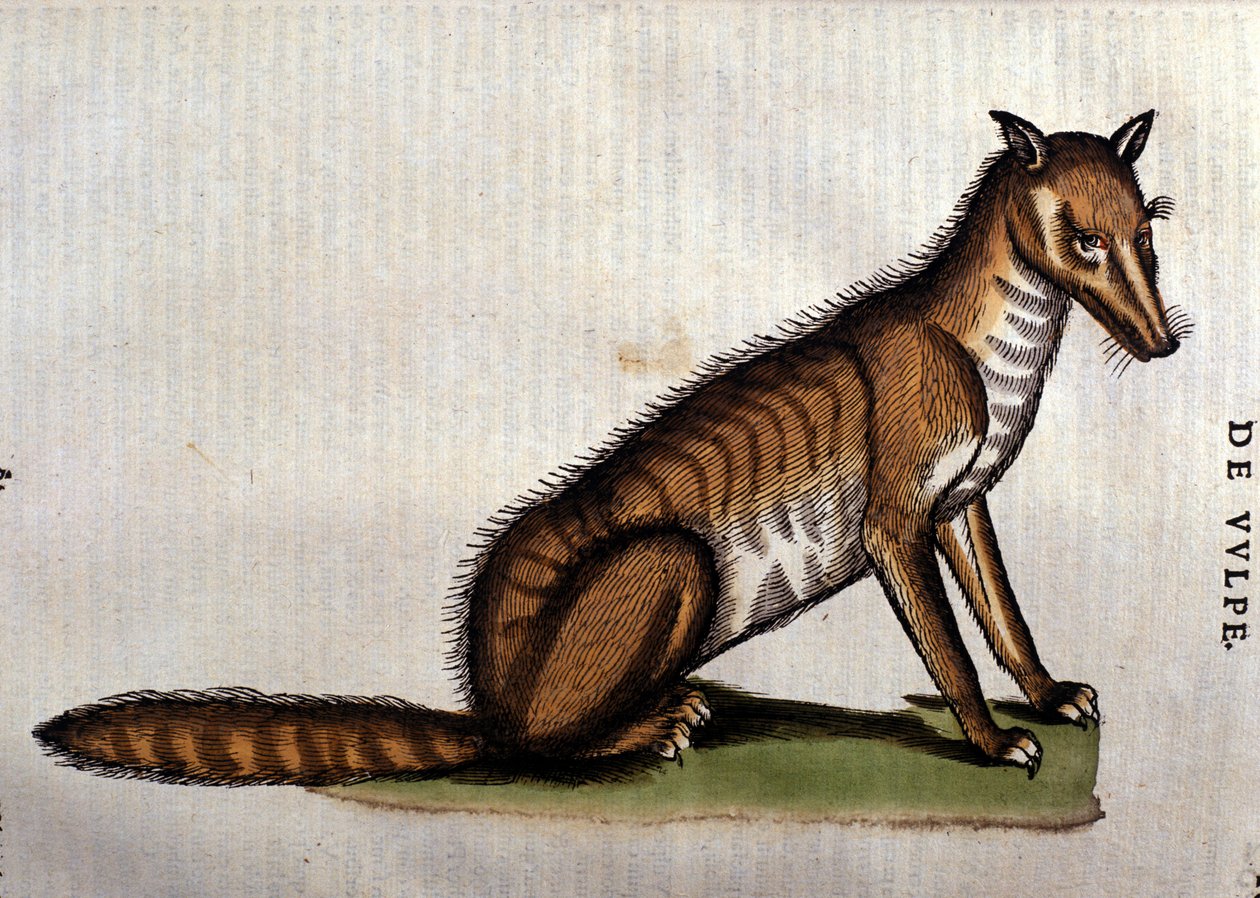A róka, Conrad Gesner lHistoria Aminalium illusztrációja, 1560 alkotó: Italian School