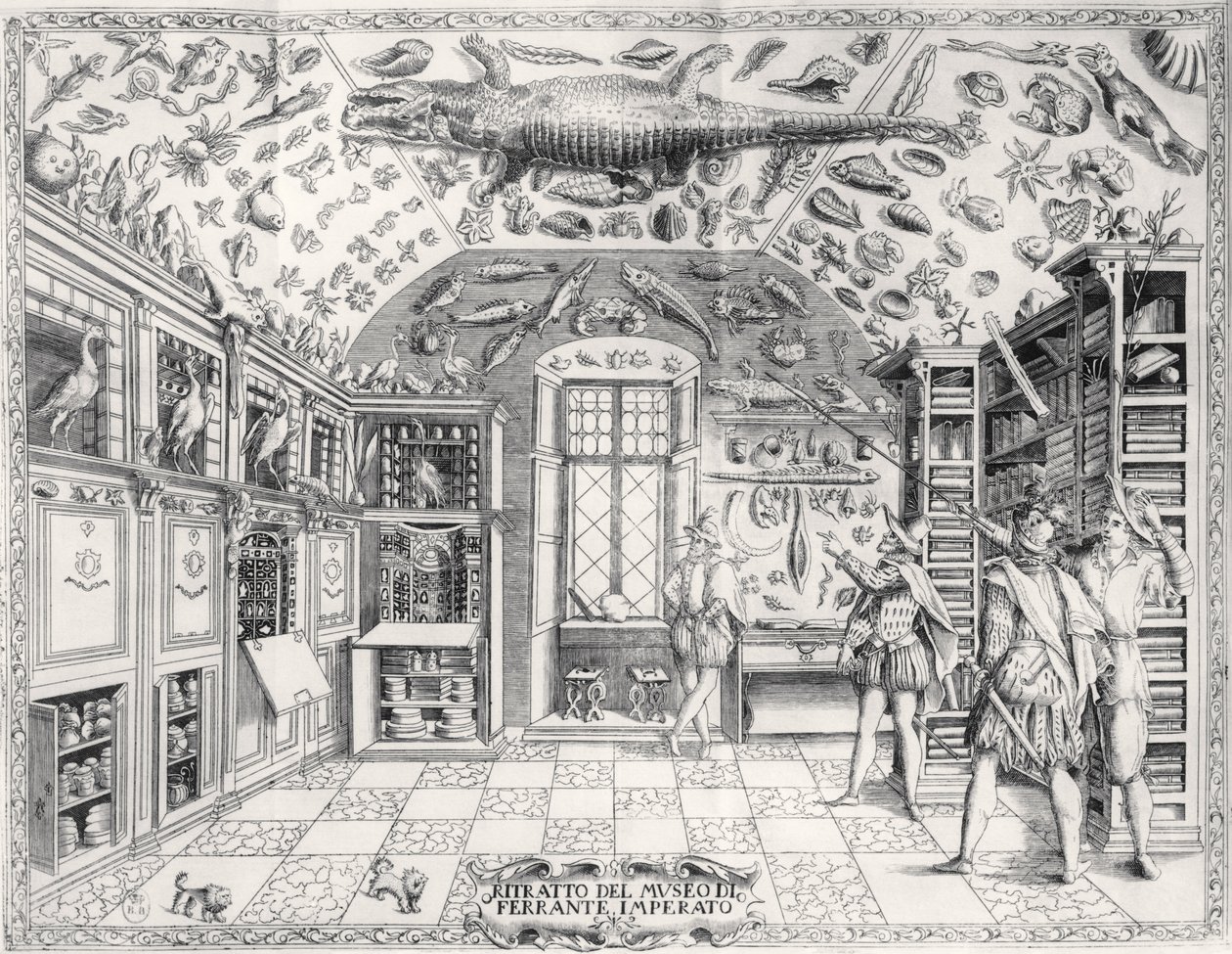 III. Ferdinánd császár Természettudományi Múzeuma a Historia Naturale-ból Ferrante Imperato (1550-1631) pub. 1672-ben alkotó: Italian School