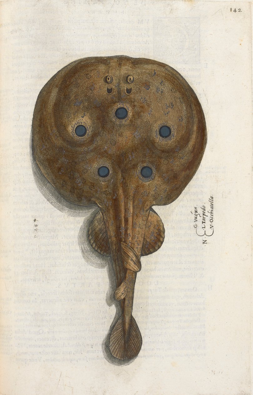 Torpedóhal, illusztráció az „Aquatilium Animalium Historiæ liber primus”-ból, Ippolito Salviani alkotó: Italian School