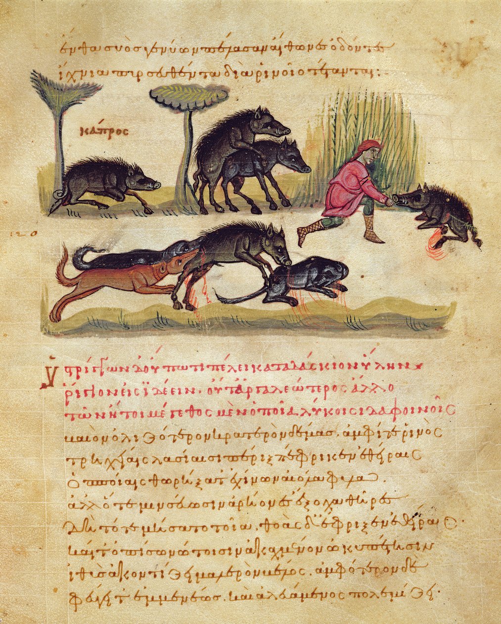 Értekezés a vaddisznóról: élet, párzás, vadászat, illusztráció Oppian Cynegetica című könyvéből (tempera pergamen) alkotó: Italian School