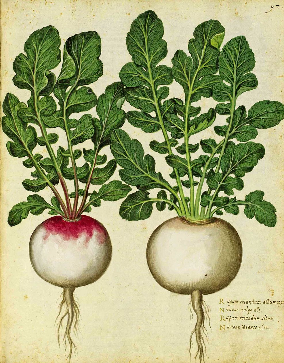 Fehérrépa – Ulisse Aldrovandi alkotó: Italian School