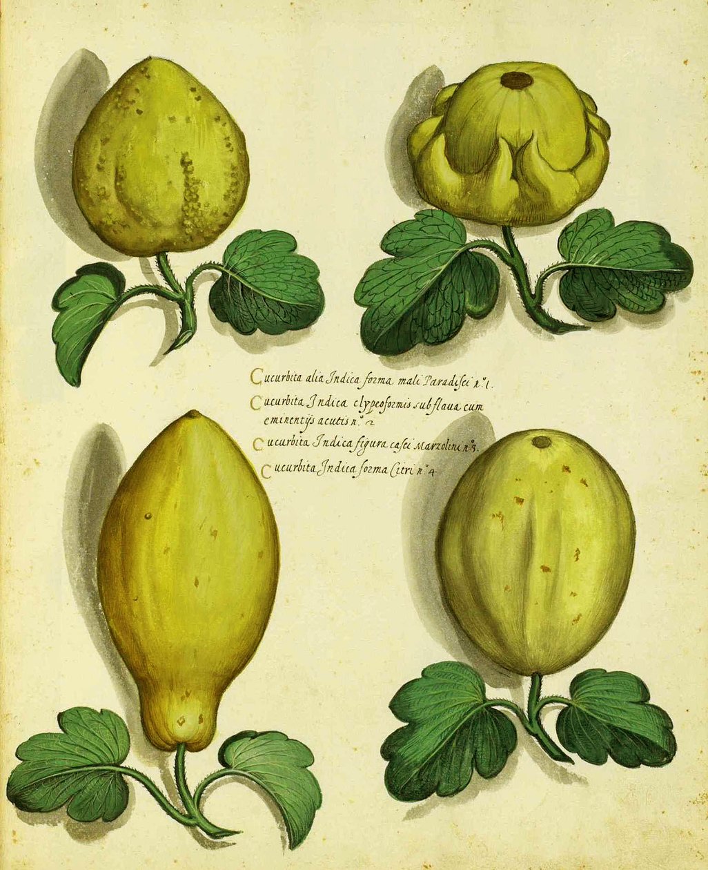 Ulisse Aldrovandi Heirloom Squash fajtái alkotó: Italian School