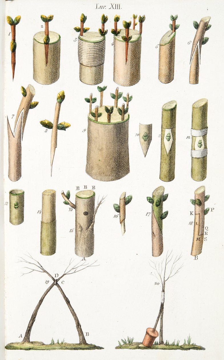 Különféle példák gyümölcsfák oltására, XIV. tábla, a LAntotrofia Ossia La Coltivazione DeFiori-ról, Antonio Piccioli, pub.1834 alkotó: Italian School