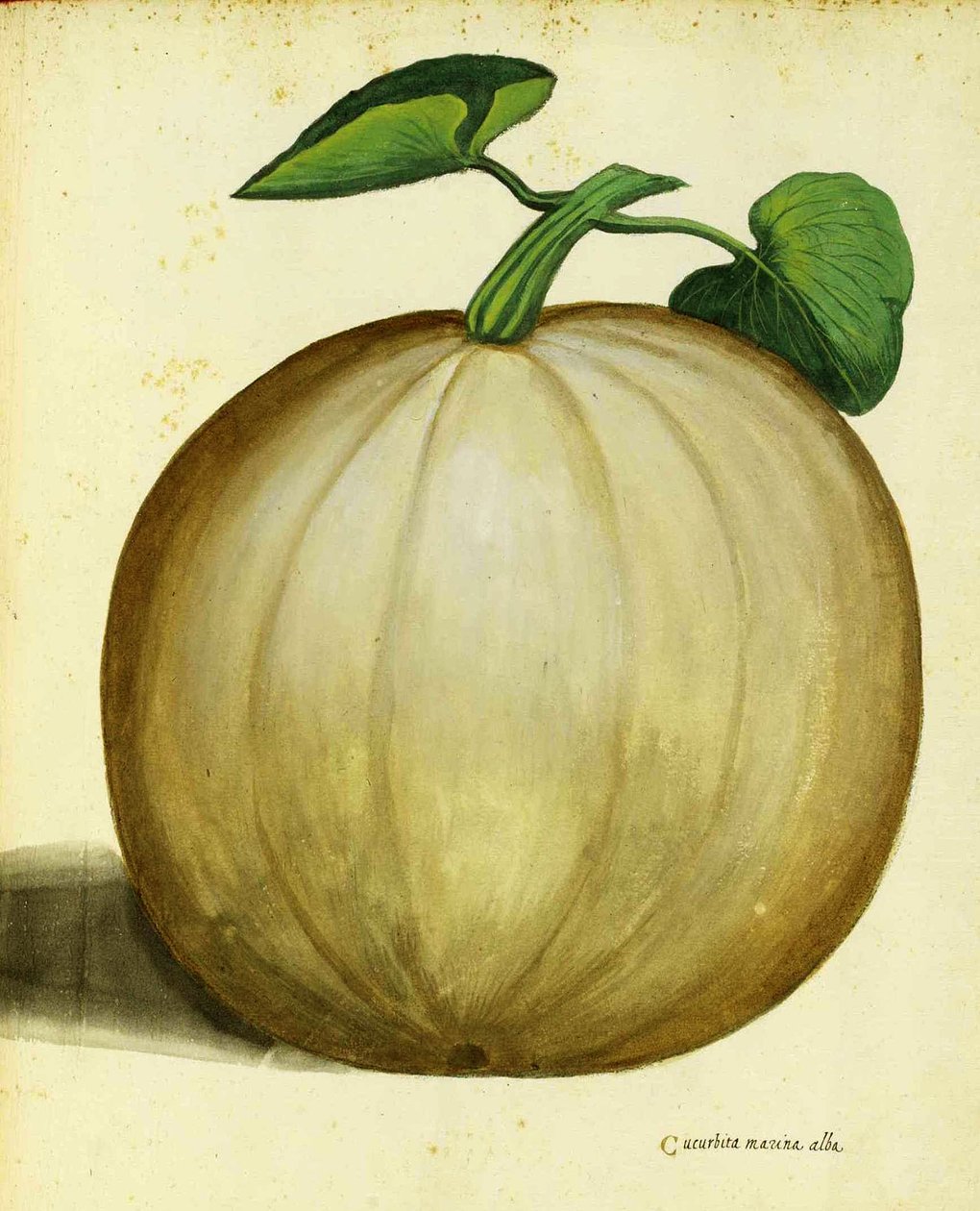 White Squash, Ulisse Aldrovandi alkotó: Italian School